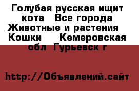 Голубая русская ищит кота - Все города Животные и растения » Кошки   . Кемеровская обл.,Гурьевск г.